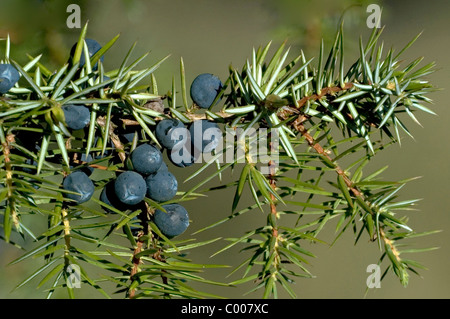 Wacholderbeeren, Juniperus Communis, Juniper Berry Ostalbkreis, Baden-Württemberg Deutschland, Deutschland Stockfoto