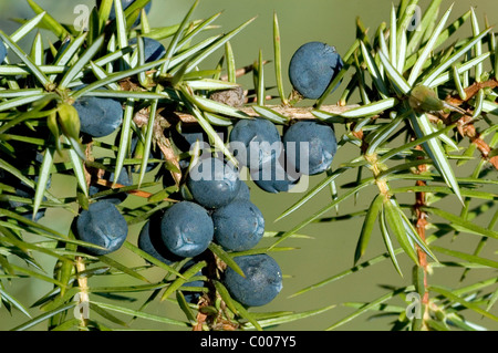 Wacholderbeeren, Juniperus Communis, Juniper Berry Ostalbkreis, Baden-Württemberg Deutschland, Deutschland Stockfoto