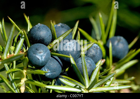 Wacholderbeeren, Juniperus Communis, Juniper Berry Ostalbkreis, Baden-Württemberg Deutschland, Deutschland Stockfoto