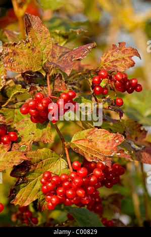 Gemeiner Schneeball, Beeren, Viburnum Opulus, gemeinsame Schneeball, Beeren, Baden-Württemberg, Deutschland, Deutschland Stockfoto