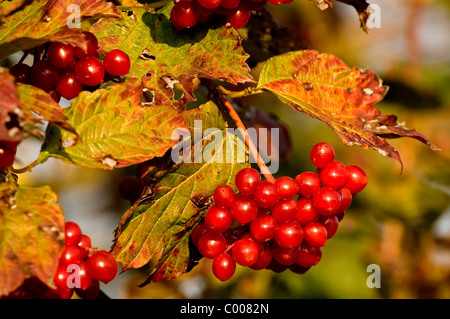 Gemeiner Schneeball, Beeren, Viburnum Opulus, gemeinsame Schneeball, Beeren, Baden-Württemberg, Deutschland, Deutschland Stockfoto