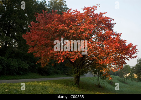 Vogel-ueberzeugt, Suess-ueberzeugt, Herbst, Prunus Avium, Wildkirsche, Herbst, Ostalbkreis, Deutschland, Deutschland Stockfoto