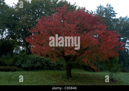 Vogel-ueberzeugt, Suess-ueberzeugt, Herbst, Prunus Avium, Wildkirsche, Herbst, Ostalbkreis, Deutschland, Deutschland Stockfoto