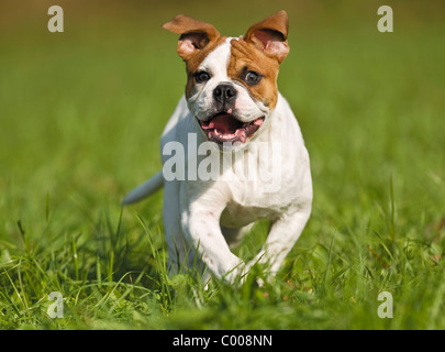 junge Continental Bulldog - läuft auf Wiese Stockfoto