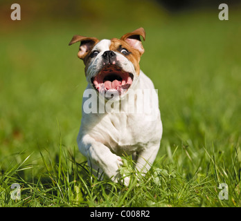 junge Continental Bulldog - läuft auf Wiese Stockfoto