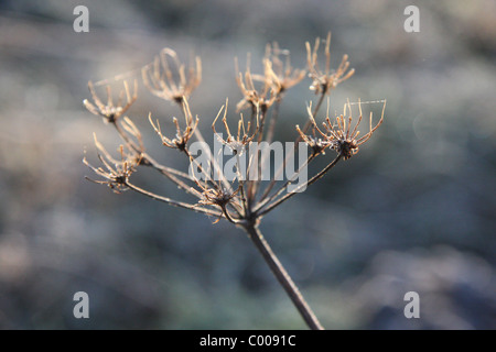 Kuh Petersilie Samen Kopf im winter Stockfoto