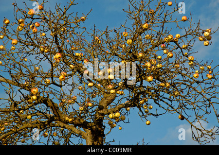 Aepfel bin Baum, Malus Domestica, Appletree, Ostalbkreis, Baden-Württemberg, Deutschland, Deutschland Stockfoto