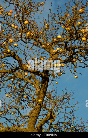 Aepfel bin Baum, Malus Domestica, Appletree, Ostalbkreis, Baden-Württemberg, Deutschland, Deutschland Stockfoto