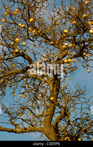 Aepfel bin Baum, Malus Domestica Äpfel am Baum, Ostalbkreis, Baden-Württemberg, Deutschland, Deutschland Stockfoto