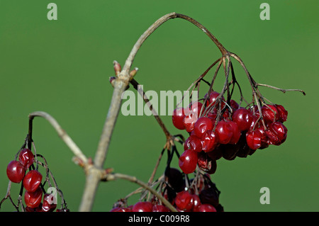 Gemeiner Schneeball, Beeren, Viburnum Opulus, gemeinsame Schneeball, Beeren, Baden-Württemberg, Deutschland, Deutschland Stockfoto