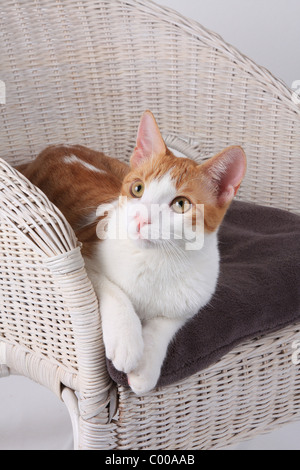 Hauskatze, Liegt Im Korbsessel, Felis Silvestris Forma Catus, Domestic-Katzen liegt im Korb Stuhl Stockfoto