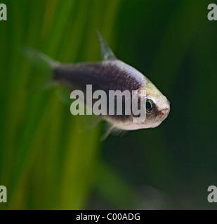 Schwarzer Kaiser Tetra Nematobrycon Amphiloxus front-Ansicht-tropische Süßwasser - Columbia Stockfoto