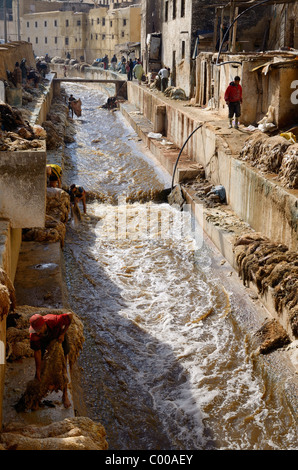 Fes Gerberei nach Eid al Adha mit waschen Pelze im Fluss Fes Wadi Chouara Quartal Fez Marokko Nordafrika Arbeitnehmer beschäftigt Stockfoto