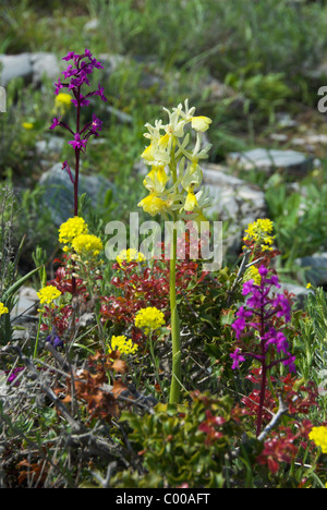 Vier-spotted Orchidee Stockfoto