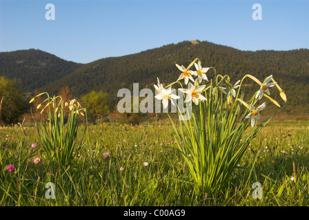 Dichter-Narzisse, Weisse Narzisse, Narcissus Poeticus, Dichter Narzisse Stockfoto