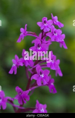 Vierpunkt-Knabenkraut, Orchis Quadripunctata, vier entdeckt Orchidee Stockfoto