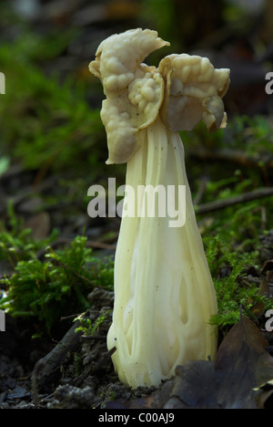 Herbstlorchel, Helvella Crispa, weißer Sattel, Fruchtkoerper, Fruchtkörper Körper Stockfoto