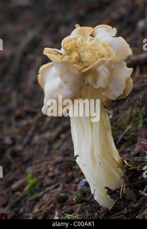 Herbstlorchel, Helvella Crispa, weißer Sattel, Fruchtkoerper, Fruchtkörper Körper Stockfoto