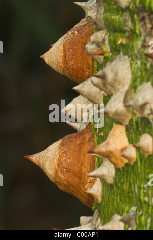 Florettseidenbaum, Stacheln Auf der Oberflaeche des Stammes, Ceiba Speciosa, Zahnseide Silk Baum, Stacheldraht Stockfoto