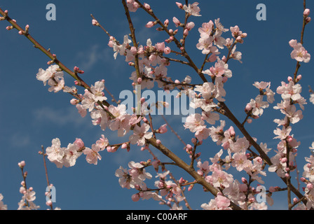 Mandelbaum, Bluete, Prunus Dulcis, Mandelbaum, Blüte Stockfoto