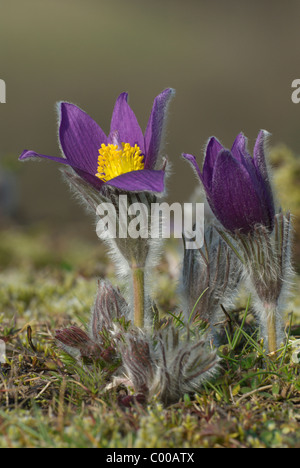 Gewoehnliche Kuechenschelle, Gemeinsame Kuhschelle Pulsatilla vulgaris Stockfoto