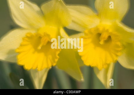 Wilde Narzisse, Narcissus Pseudonarcissus, wilde Narzisse Stockfoto