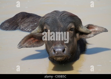Wasserbüffel in Wasser / Bubalus Arnee Stockfoto