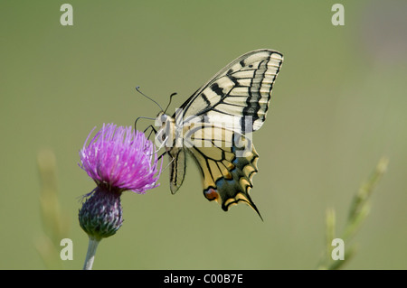 Schwalbenschwanz, Auf Einer Distel, Papilio Machaon, gemeinsame gelbe Schwalbenschwanz auf Distel, Deutschland, Deutschland Stockfoto