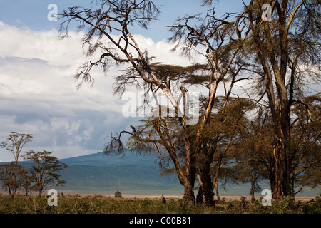 Im Ngorongoro Conservation Area, Tansania, Afrika Stockfoto