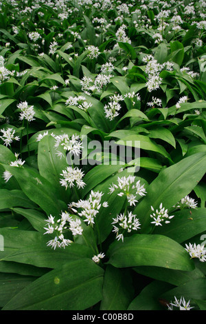 Baerlauch, Allium Ursinum, Bärlauch Stockfoto