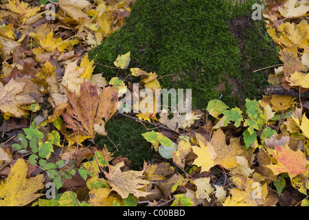 Ahornstamm, Bemoost Mit Blaetter Im Herbst, Marple Baum mit Moos im Herbst Stockfoto