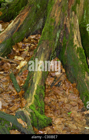 Deutsche Urwald Wurzeln Stockfoto