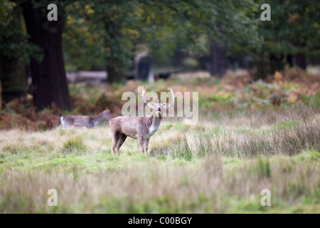 Ein Hirsch im Wald während der Brunftzeit Stockfoto