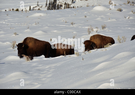 Bison Herde Wandern im Schnee. Yellowstone-Nationalpark, Wyoming, USA. Stockfoto