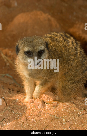 Ein Erdmännchen oder Suricate, Suricata Suricatta, ist ein Mitglied der Familie Mungo Stockfoto