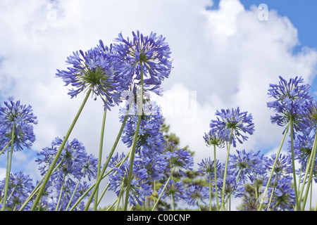 niedrigen Winkel Ansicht des violetten Blüten gegen blau bewölktem Himmel im Sommer auf Mauritius. Stockfoto