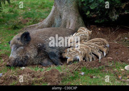 Wildschwein (Sus scrofa). Mutter saugt jung Stockfoto
