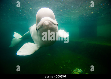 USA, Connecticut, Mystic, Captive Beluga-Wal (Delphinapterus Leucas) schwimmen große Salzwasser-Tank bei Mystic Aquarium Stockfoto