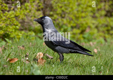 Dohle - stehend auf Wiese / Corvus Monedula Stockfoto