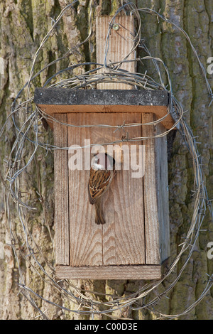Eurasische Tree Sparrow im Nistkasten / Passer Montanus Stockfoto