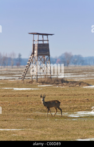 Reh Bock vor Baumbestand / Capreolus Capreolus Stockfoto