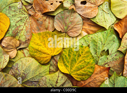 Bunte, lebendige Eastern Red Bud Baum Blätter bilden ein kompliziertes Muster, zeigen verschiedene Zustände des wieder zurück auf den Boden. Stockfoto