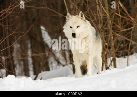 Ein weißer grauer Wolf mit Blick auf einen verschneiten Grat wacht über sein Rudel Stockfoto