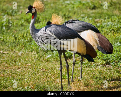 Paar grau gekrönt Krane Stockfoto