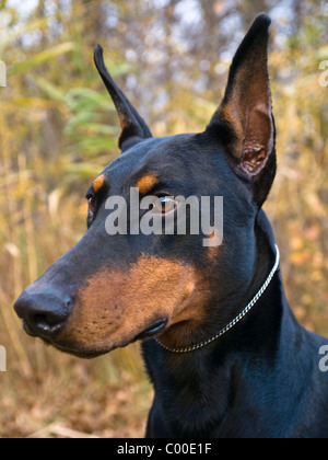 Porträt einer schönen Black And Tan Dobermann Hund. Stockfoto
