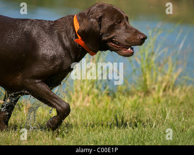 Ein chocolate Labrador Retriever mit orange Kragen zu Fuß auf der Wiese neben einem Teich. Stockfoto