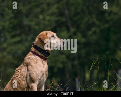 Labrador Retriever mit elektronische Hundehalsband auf stramm warten auf seinem Handler-Anweisungen Stockfoto