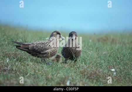 Great Skua (Stercorarius Skua) paar mit Neugeborenen Küken - Insel Foula - Shetland - UK Stockfoto