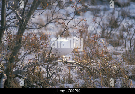 Moorschneehuhn - Willow Ptarmigan (Lagopus Lagopus) im Winterkleid thront in einem Strauch in der tundra Stockfoto