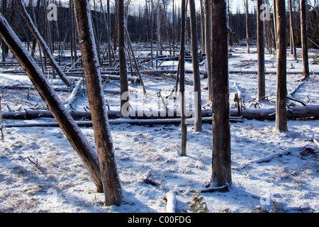 USA, Wyoming, Yellowstone-Nationalpark, tote Bäume aus 1988 Wald Feuer noch im Schnee stehen bei Sonnenaufgang am Frühlingsmorgen Stockfoto